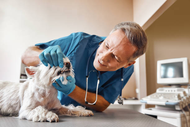 Best Emergency X-Rays and Diagnostics in Levelland, TX